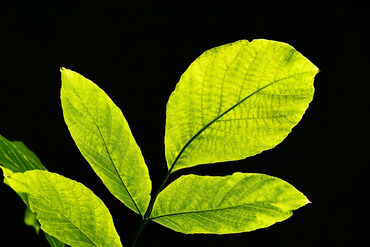 초록색 변의 숨겨진 원인 알아보기